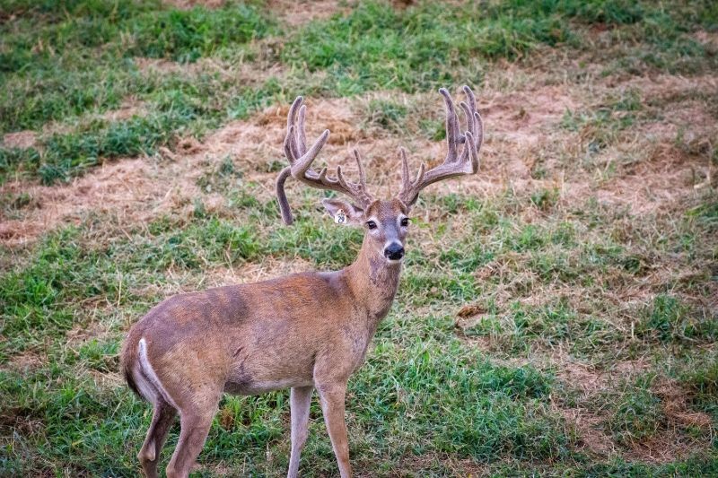 right side of large buck looking at camera